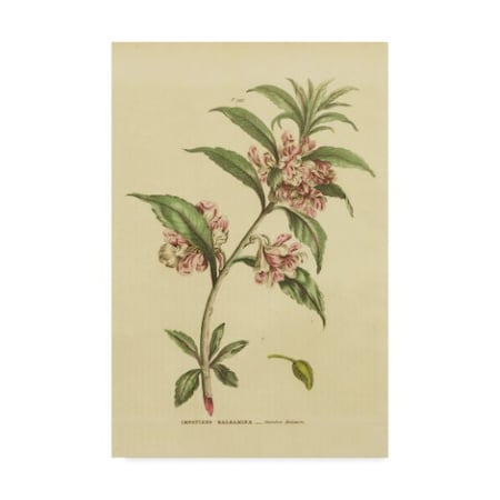 Wild Apple Portfolio 'Herbal Botanical Xxvi' Canvas Art,16x24